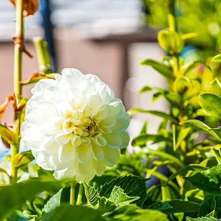 2 With Pool Apartament Pula